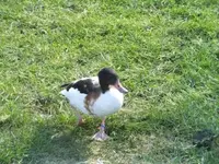 Bilda030.webp