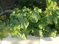 k-P1090822.webp
