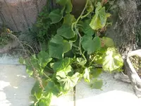 k-P1090824.webp