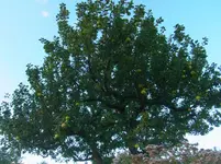 036.webp