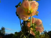 039.webp