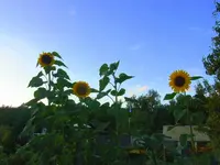 066.webp