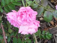 Bilda005.webp