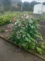 Pflanze 20150913_094227 (1).webp