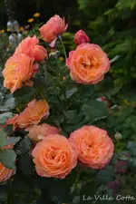 DSC_5610.webp
