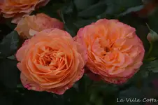 DSC_5611.webp
