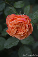 DSC_5613.webp