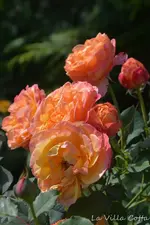 DSC_5614.webp