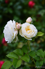 DSC_5617.webp