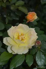 DSC_5626.webp