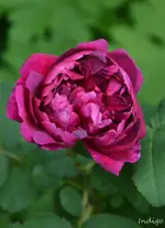 DSC_5630.webp