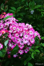 DSC_5632.webp