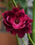 DSC_5636.webp
