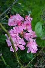 DSC_5637.webp