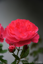 DSC_5639.webp