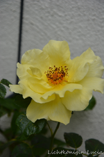 DSC_5641.webp