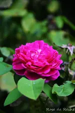 DSC_5642.webp