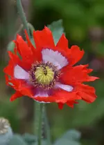 DSC_5628.webp