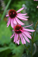 DSC_5629.webp