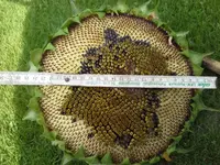 20150910_160524.webp