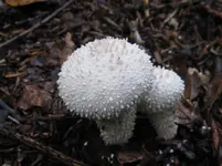 flaschenstäubling_1067x800.webp