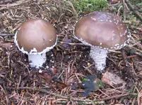 grauer wulstling_1067x800.webp