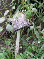 schopftintling1_600x800.webp