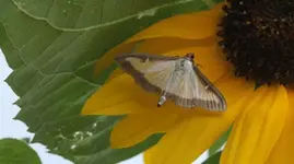 B Zünsler Sonnenbl 9.9..webp