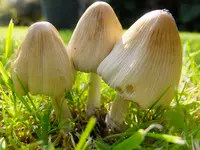 DSCF9074.webp