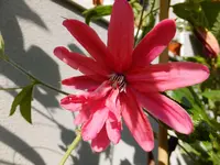 DSCF9061.webp