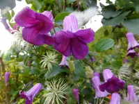 DSCF9091.webp