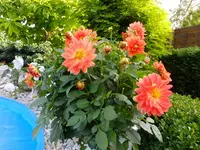 DSCF9152.webp