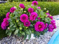 DSCF9157.webp