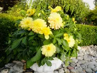 DSCF9158.webp