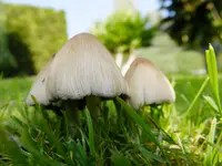 DSCF9065.webp