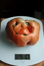 Tomate fast 1Kg.jpg