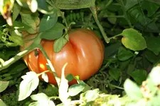 Tomate riese.webp