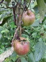 20150914_091729a.webp