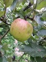 20150914_091715a.webp