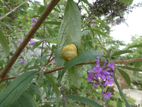 P1520447.webp