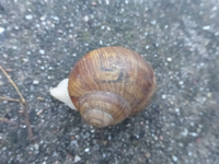 P1510237.webp