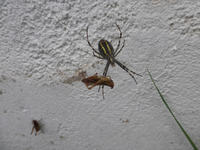 P1510875.webp