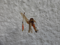 P1520489.webp