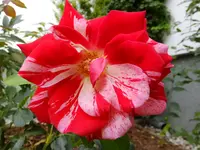 DSCF9106.webp