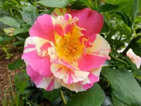 DSCF9103.webp