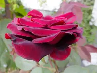 DSCF9108.webp