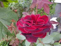 DSCF9109.webp