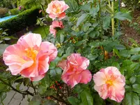 DSCF9110.webp