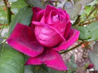 DSCF9124.webp