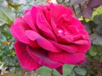 DSCF9125.webp